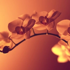 orchids, shadow, light, twig
