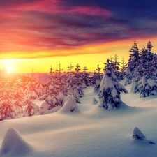 trees, winter, Great Sunsets, Spruces, viewes, snow