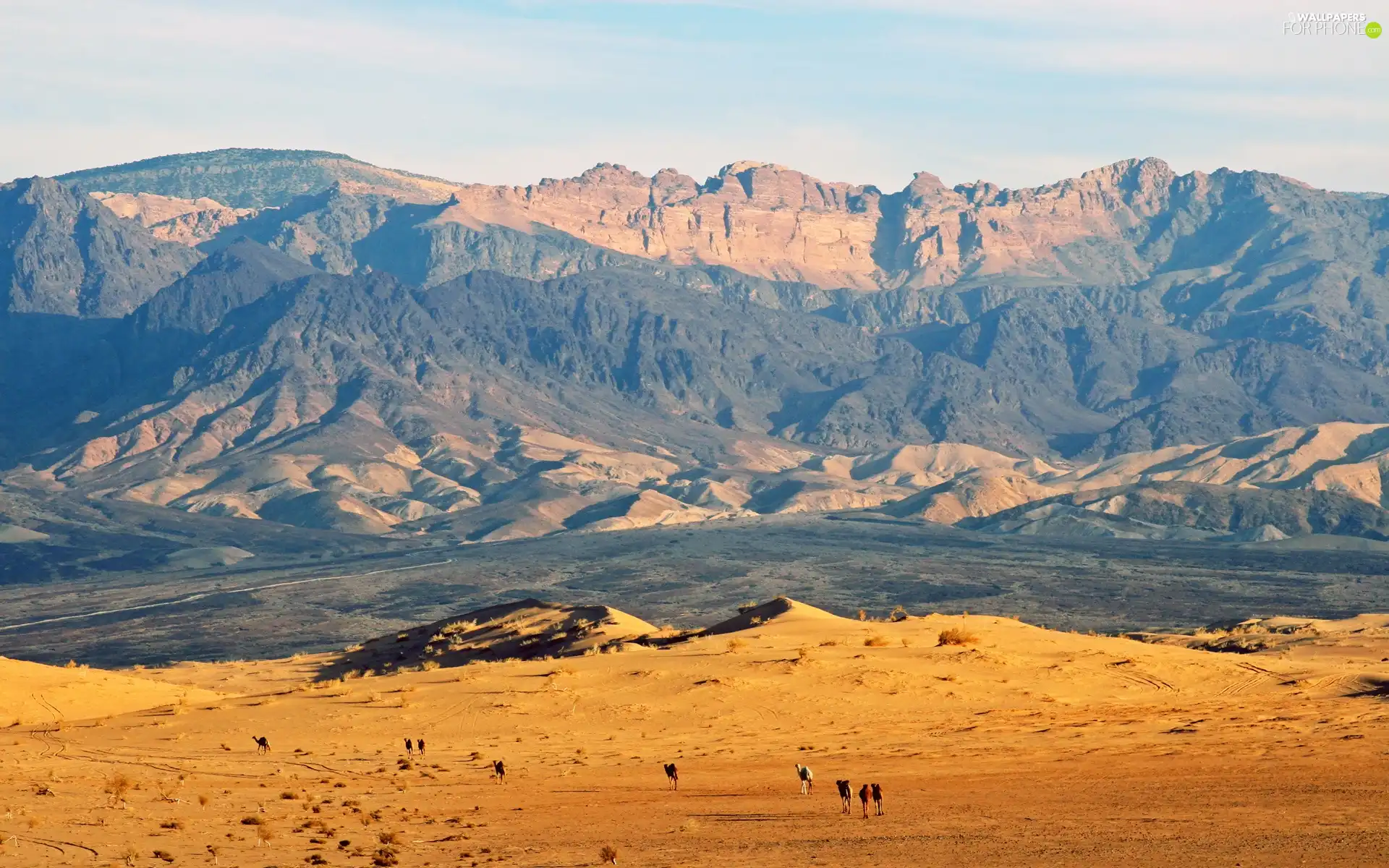 Camels, Desert, Mountains