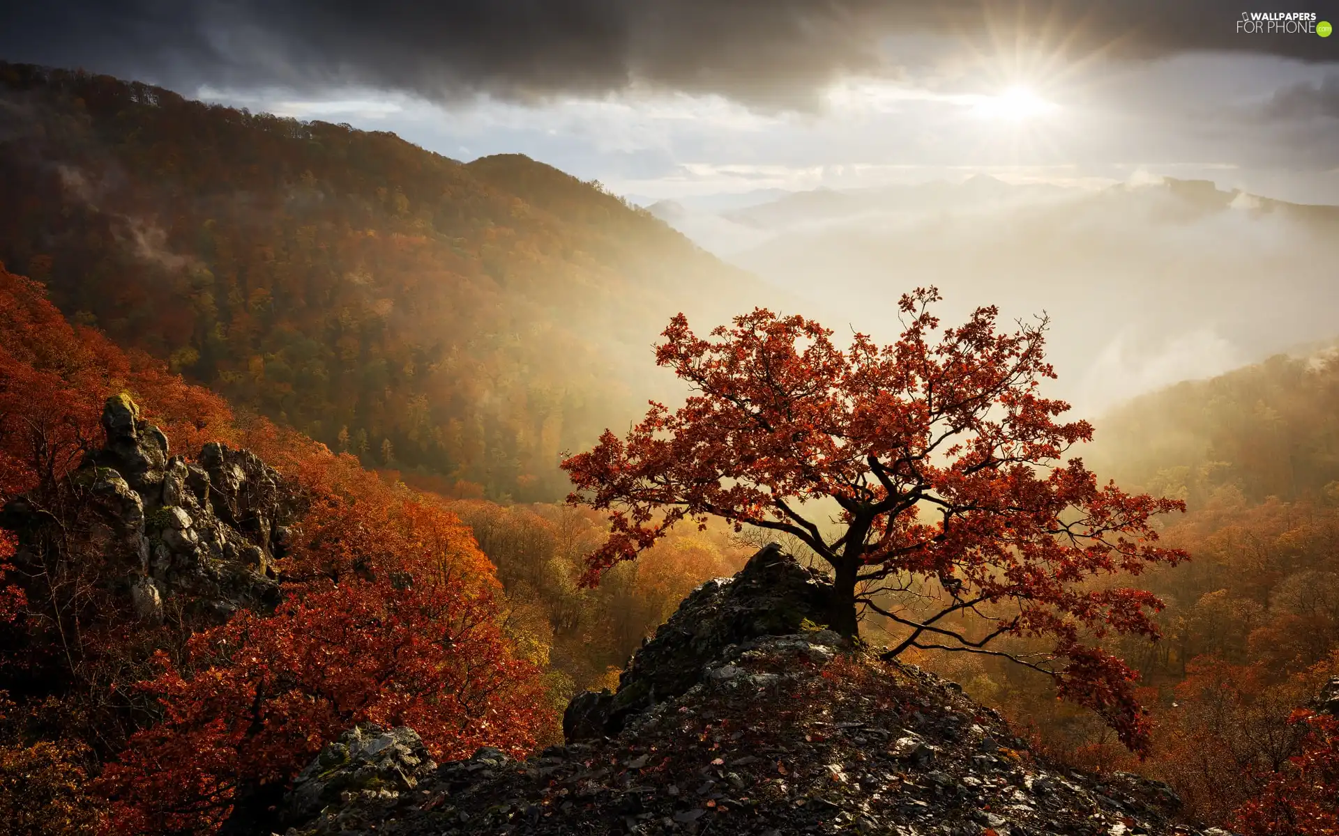 trees, viewes, clouds, autumn, Fog, forest, Mountains, rays of the Sun