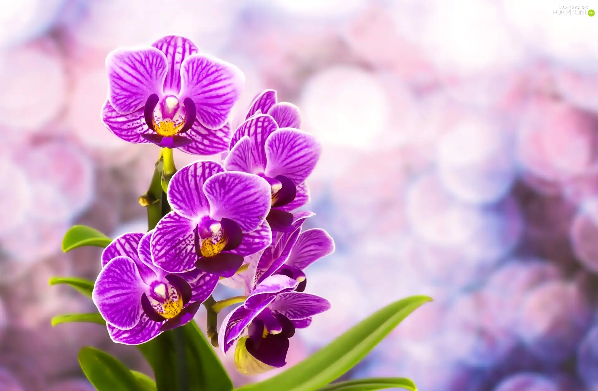 purple, orchids