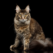 black background, cat, Maine Coon
