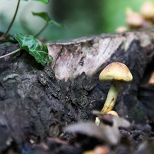 ivy, mushroom, trunk