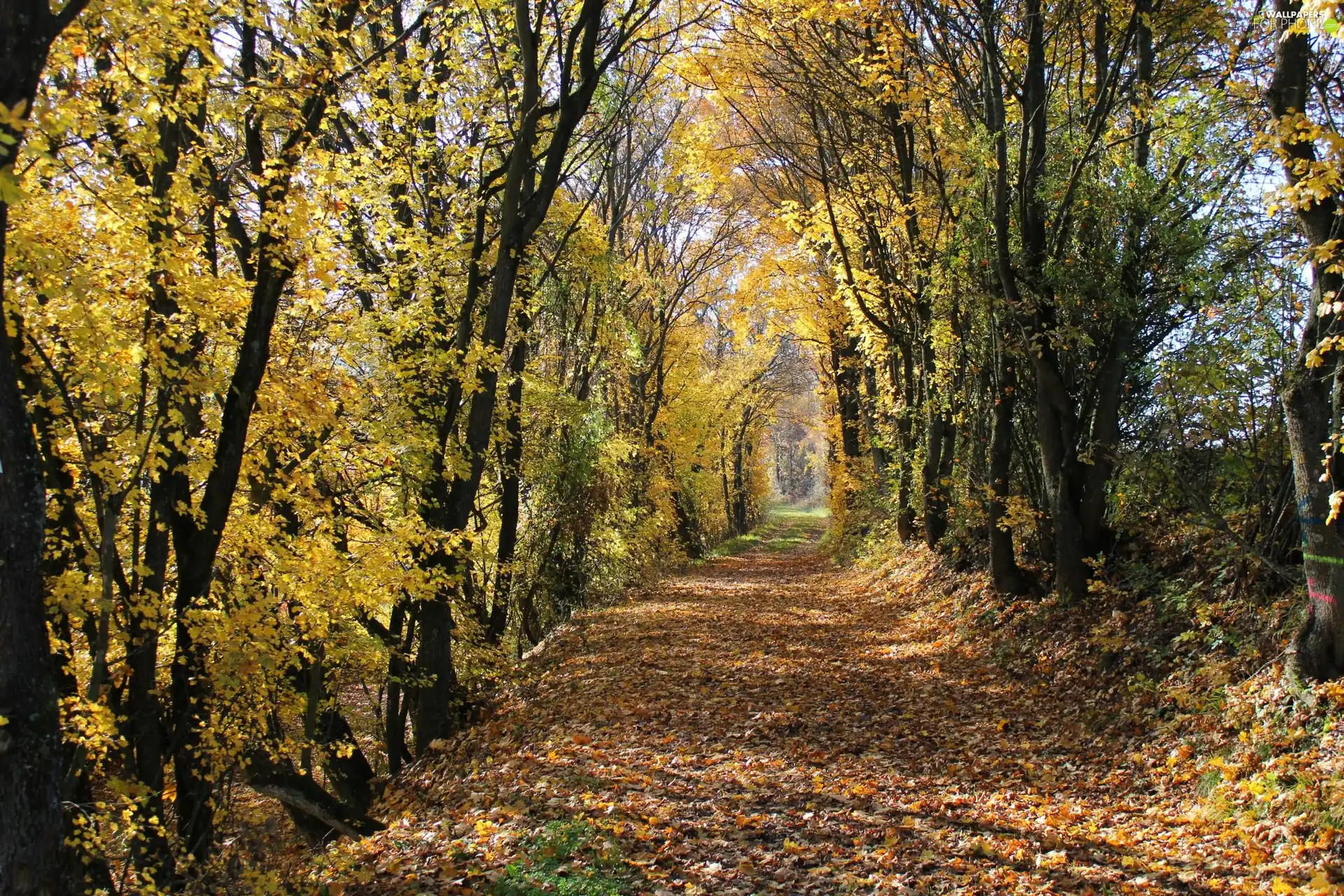 autumn, Way, forest