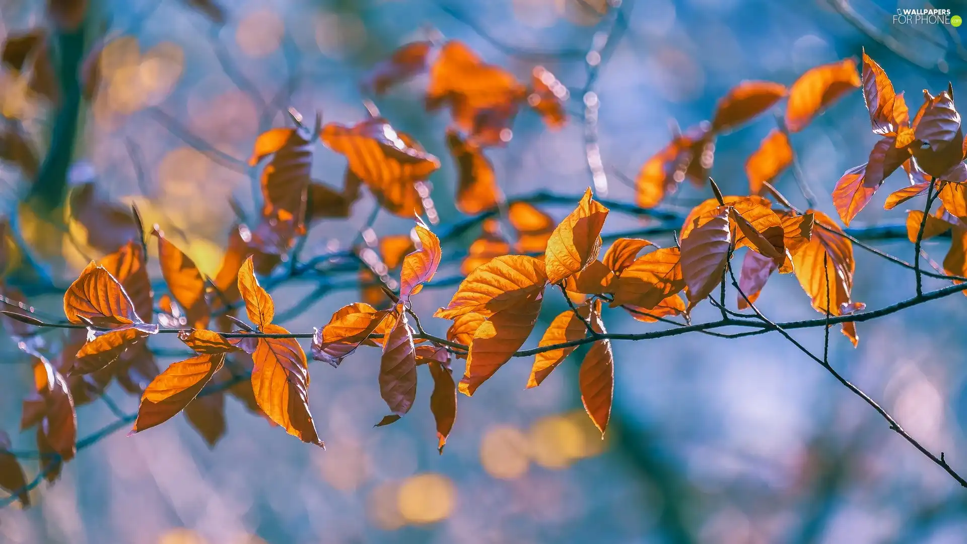 twig, Yellowed, Leaf, Autumn - For phone wallpapers: 1920x1080