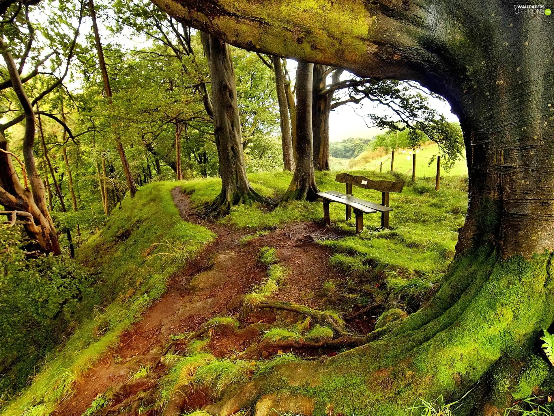 old, Moss, Bench, trees