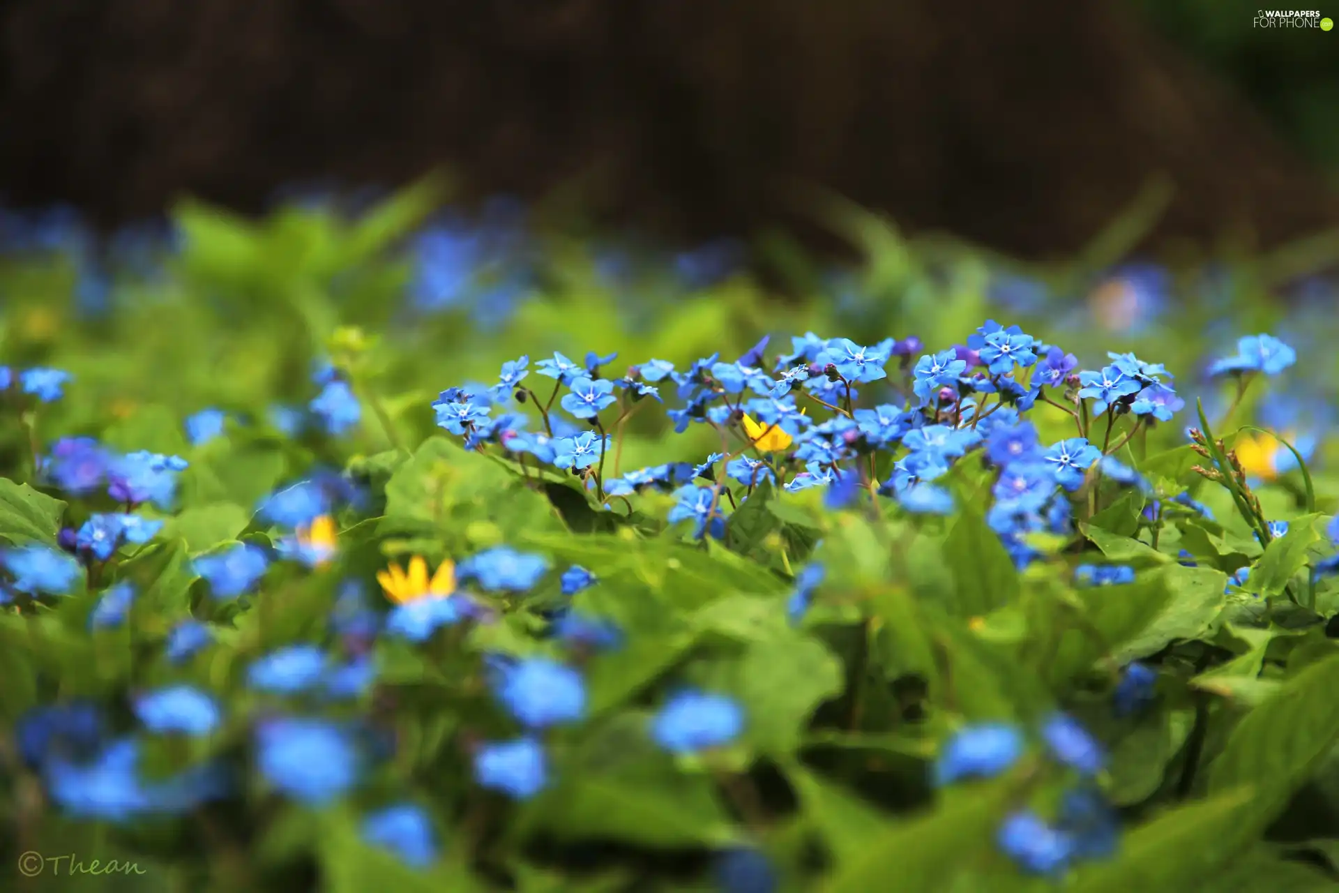 Flowers, Omphalodes verna Moench, Blue