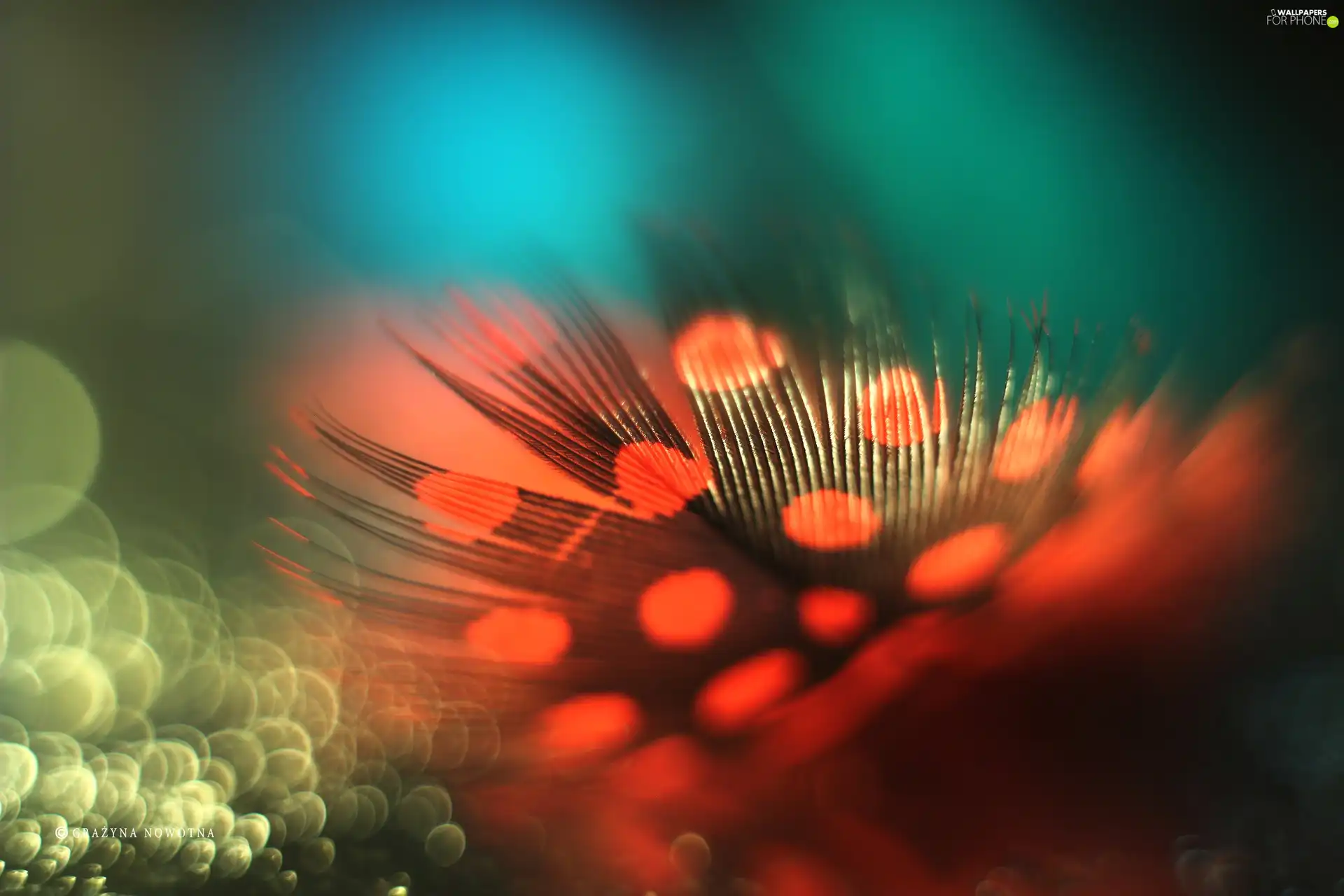 Bokeh, Guinea Fowl, feather, Close, Red