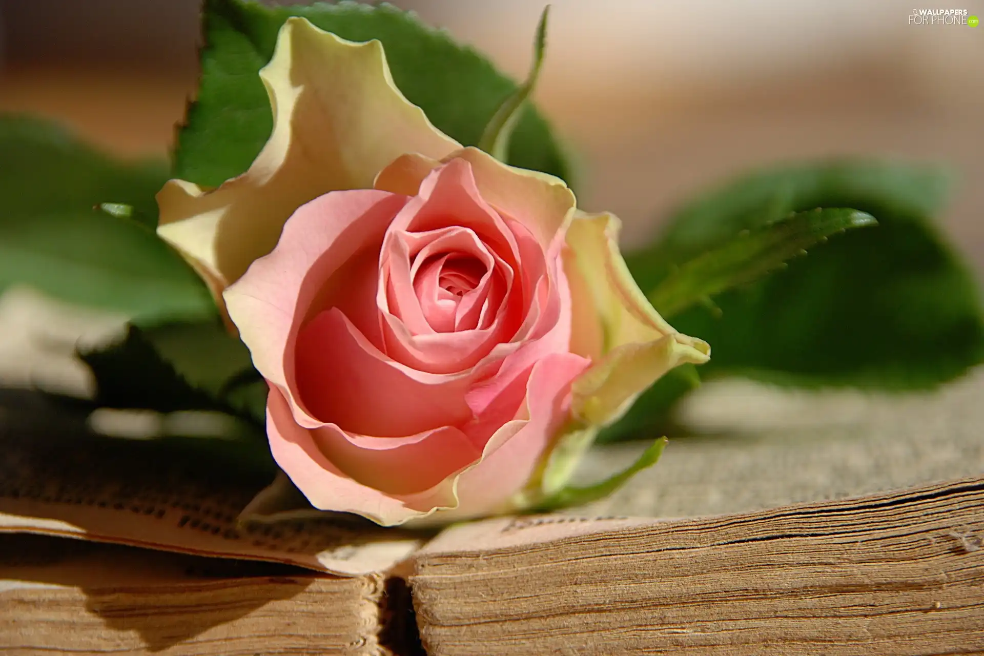 Pink, Spread, Book, rose