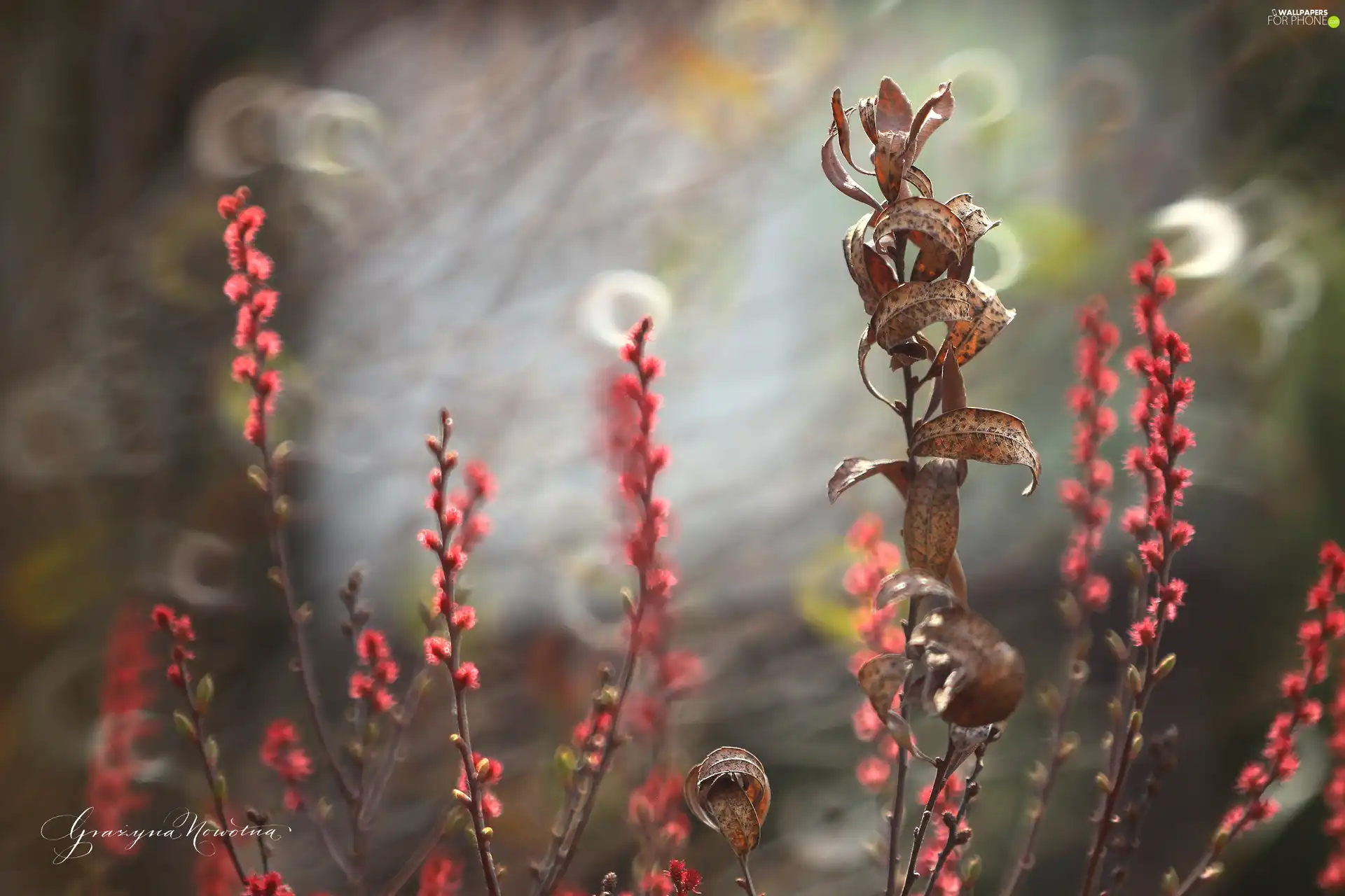 dry, Leaf, Buds, plant