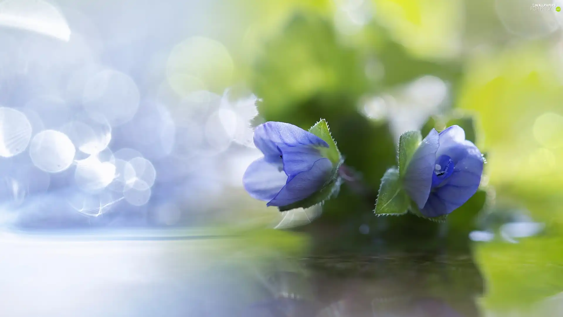 blue, Bokeh, Close, Flowers