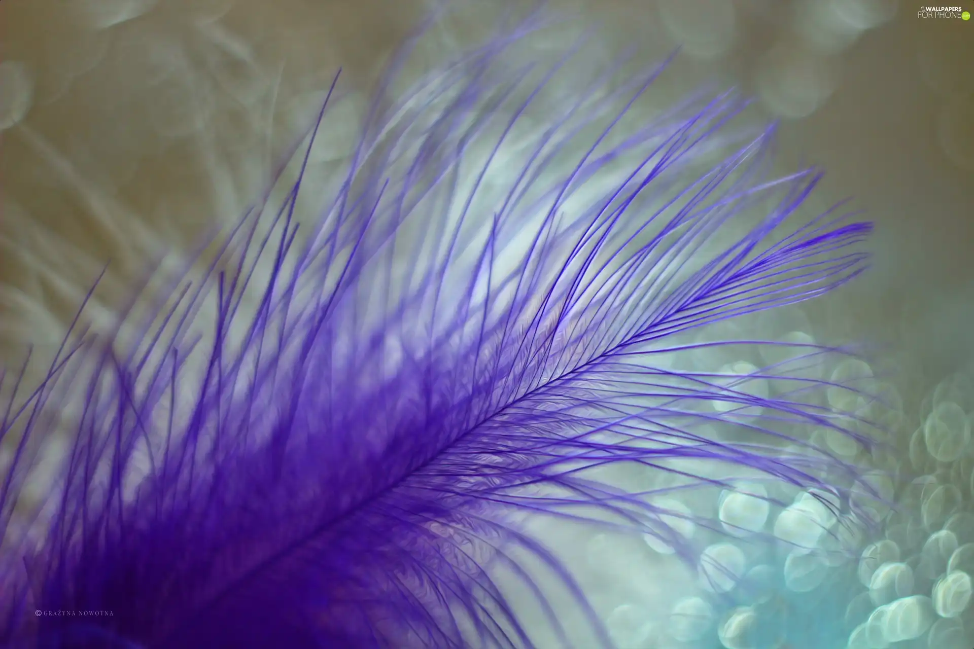 purple, Bokeh, Close, feather