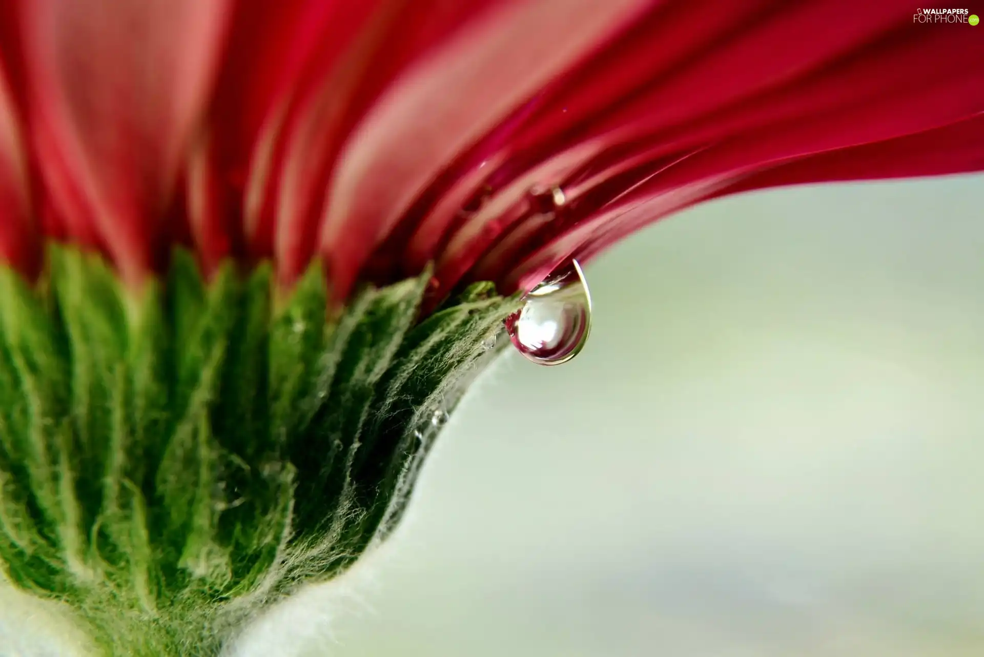 drop, Red, Colourfull Flowers