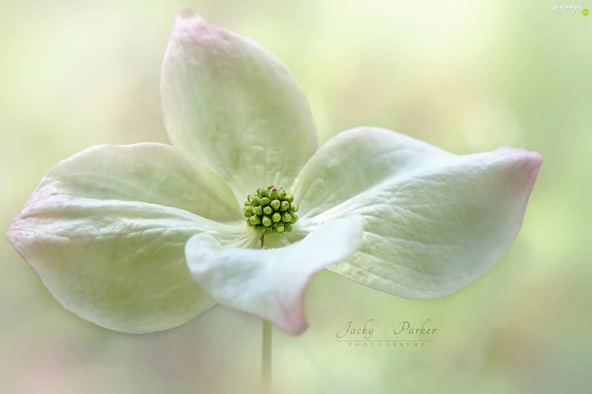 Close, Colourfull Flowers, dog-wood