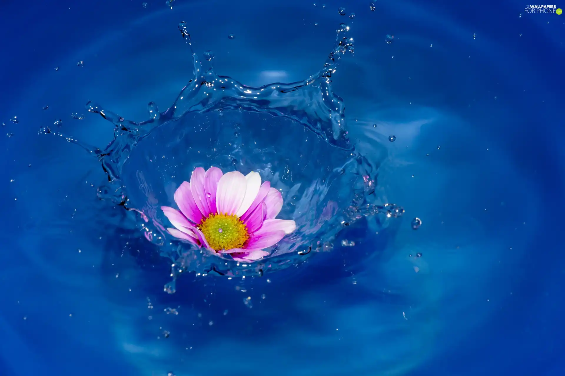 Colourfull Flowers, water