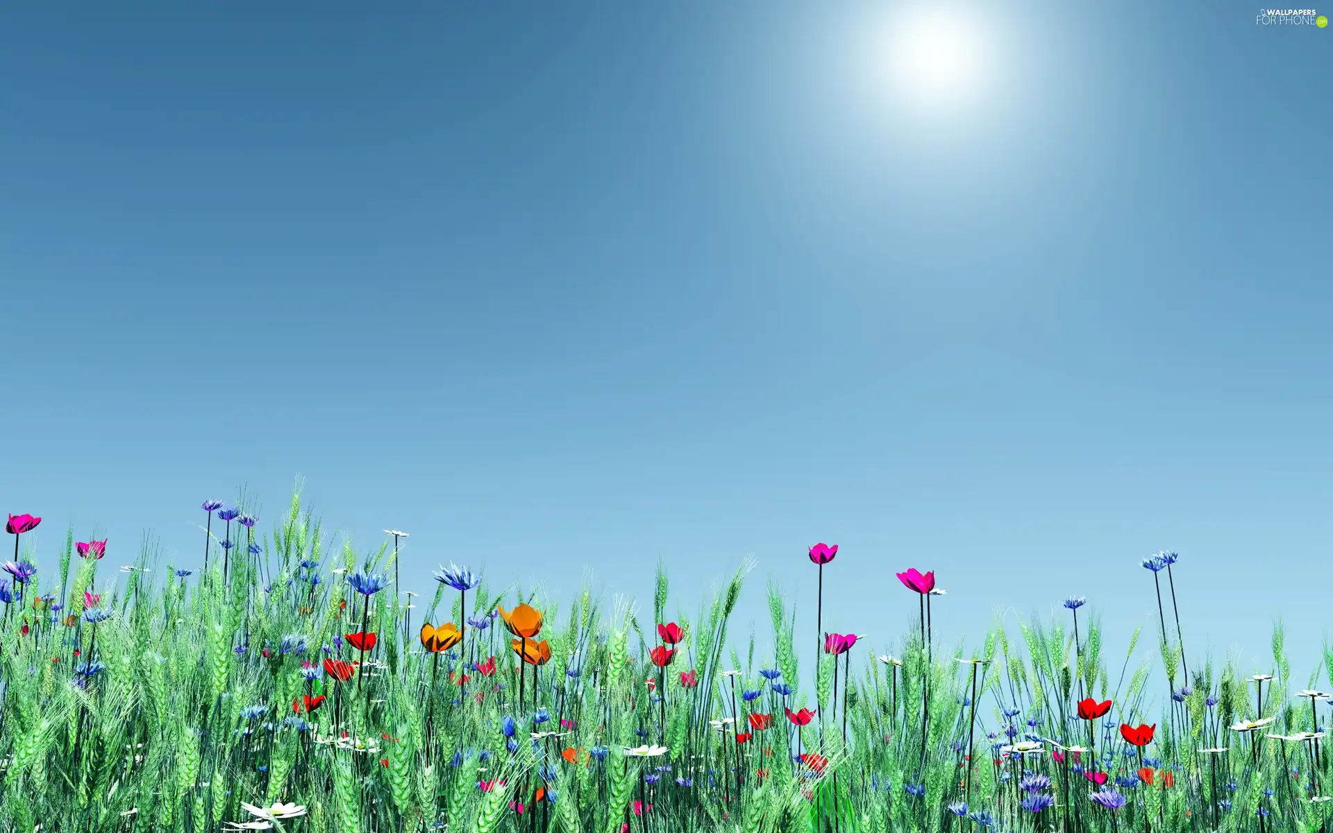 Meadow, papavers, cornflowers, Flowers