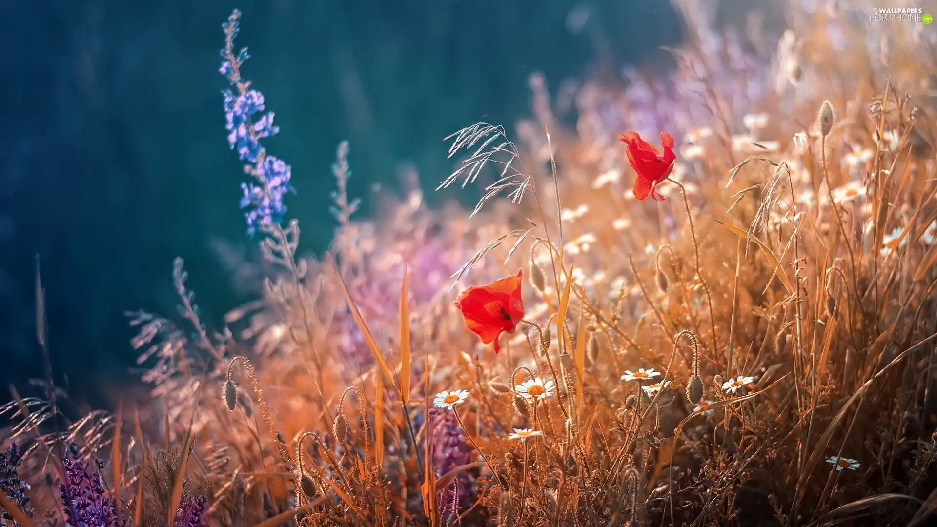 Meadow, papavers, daisy, grass