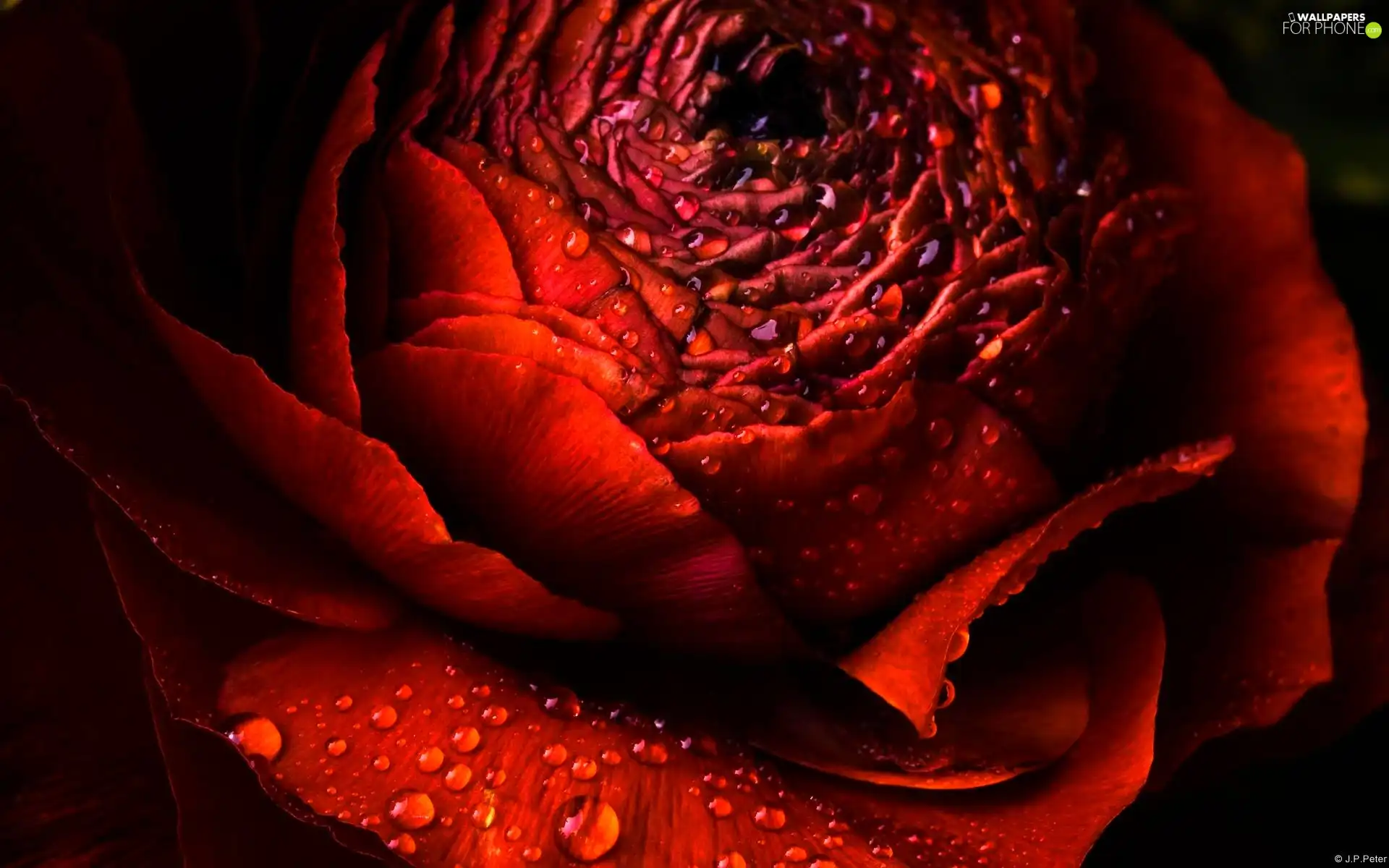 rose, dew