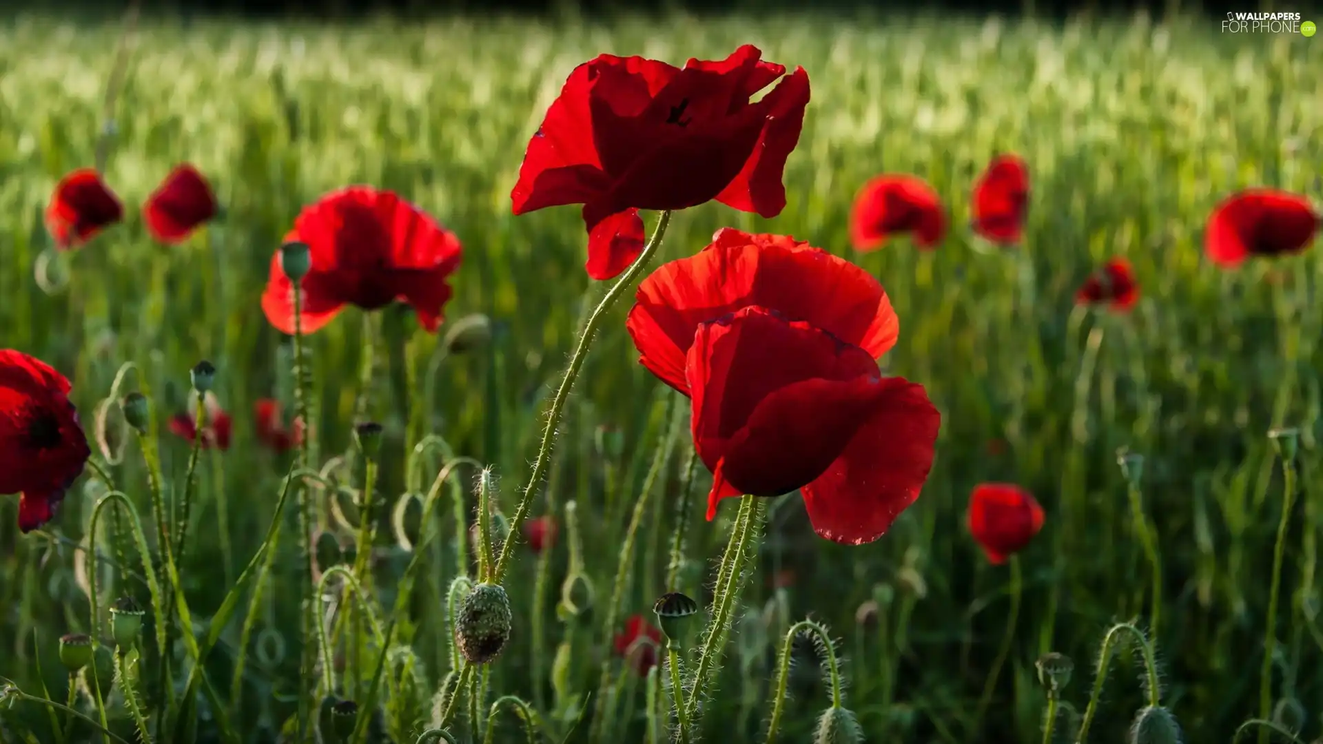 field, Red, papavers