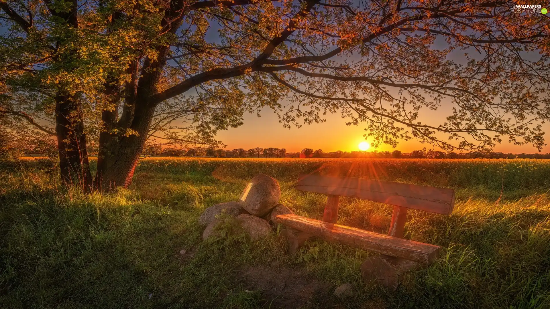 viewes, Bench, Stones, Field, Sunrise, trees - For phone wallpapers ...