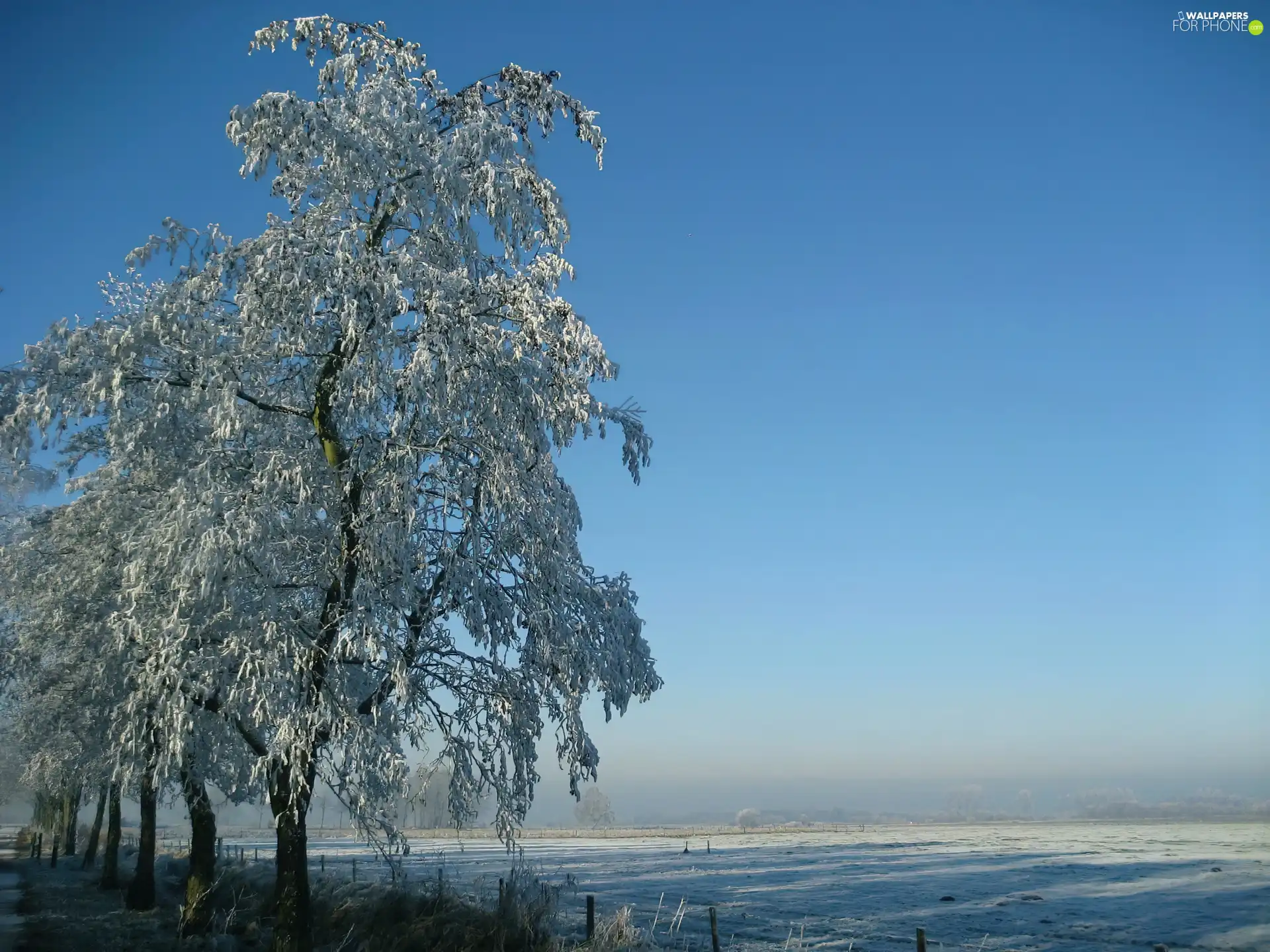 Field, winter, trees