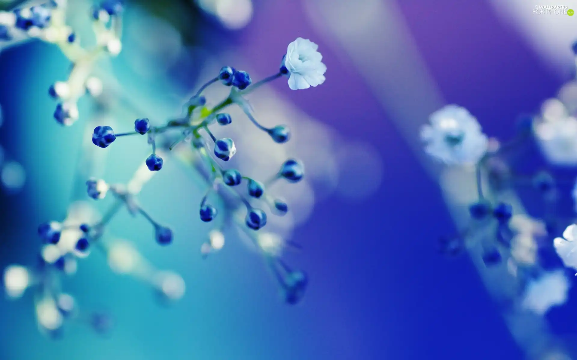 Flowers, White, Blue