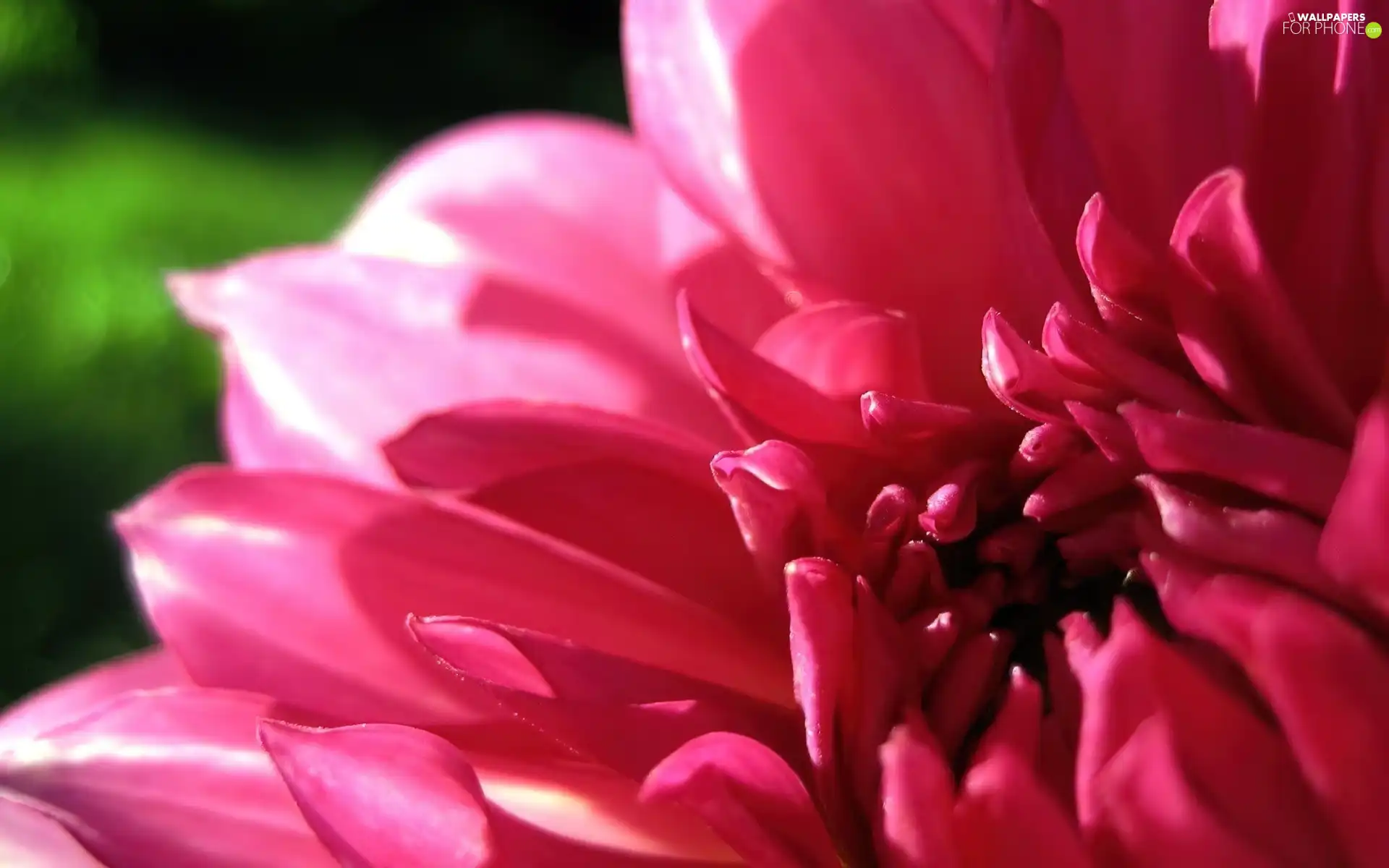 Pink, Colourfull Flowers