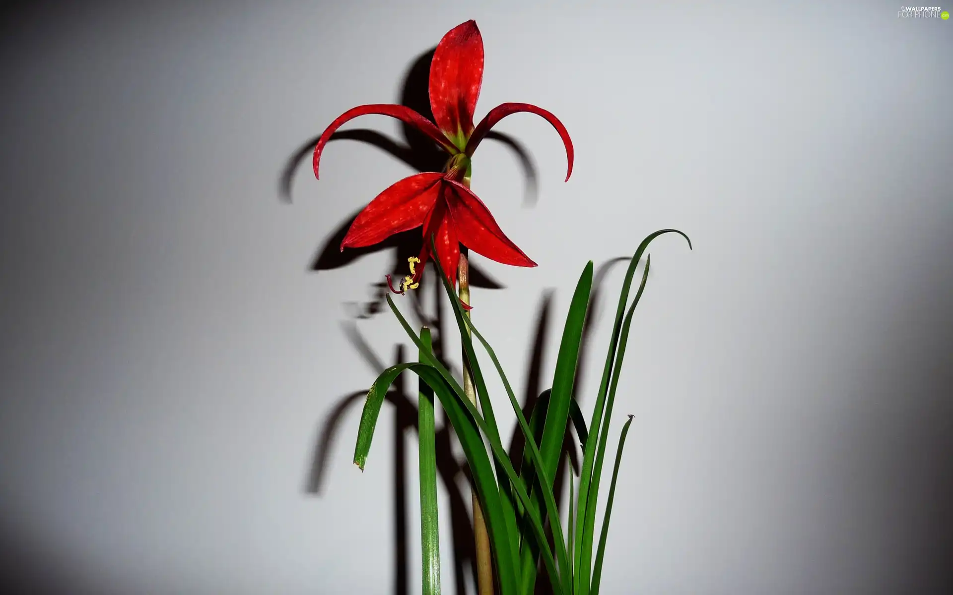 Red, Colourfull Flowers