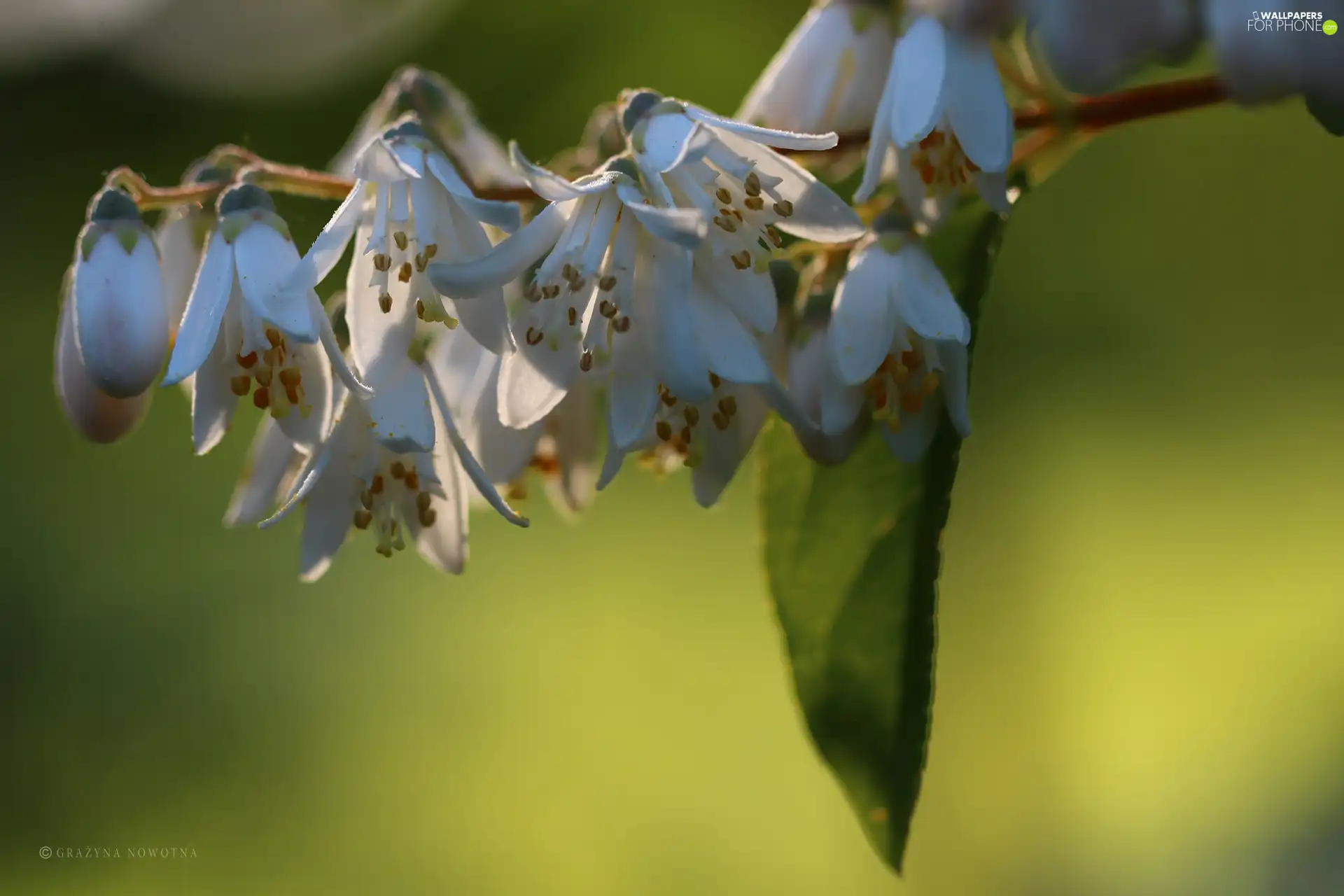 Deutzia, White, Flowers, Bush