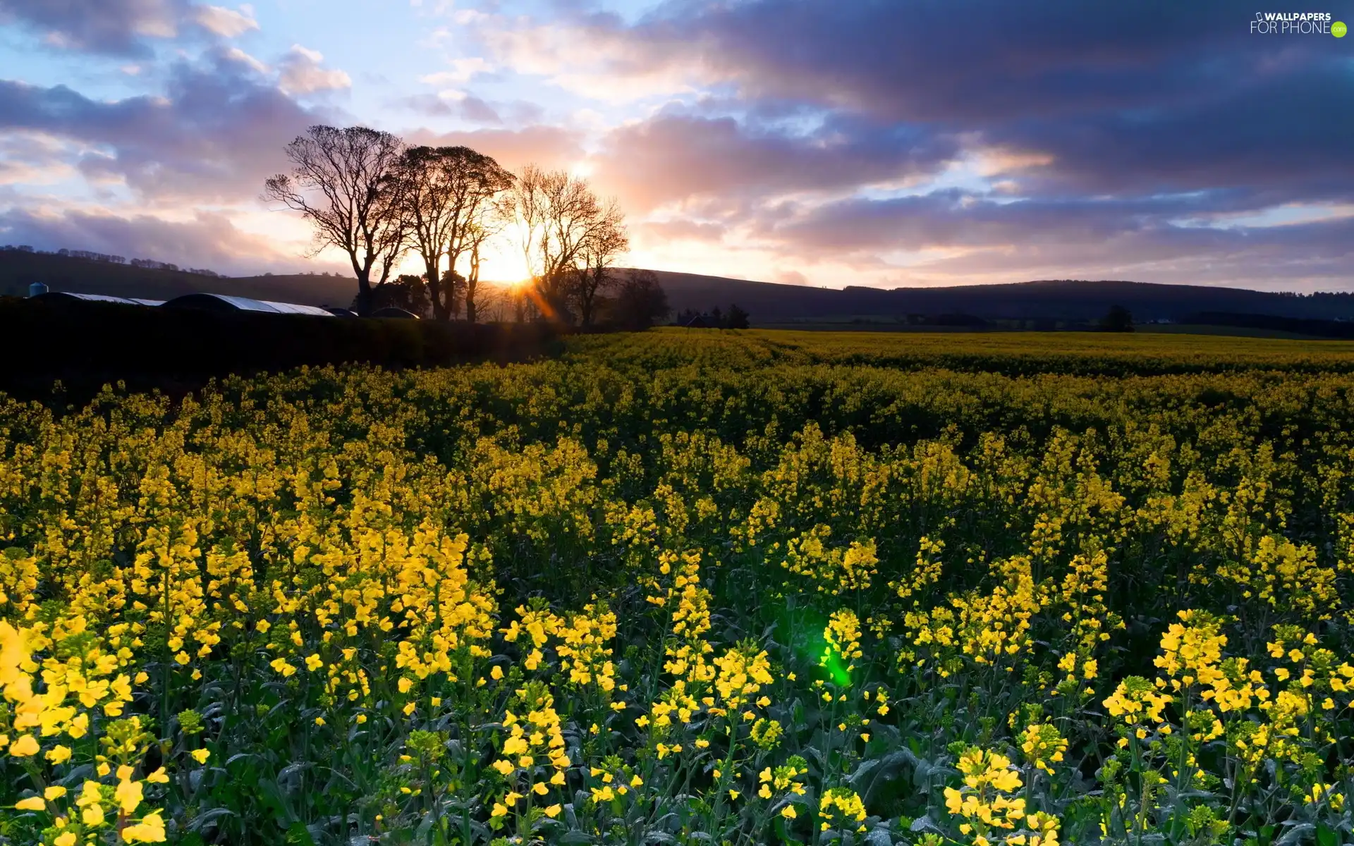 Meadows, clouds, Flowers, Great Sunsets