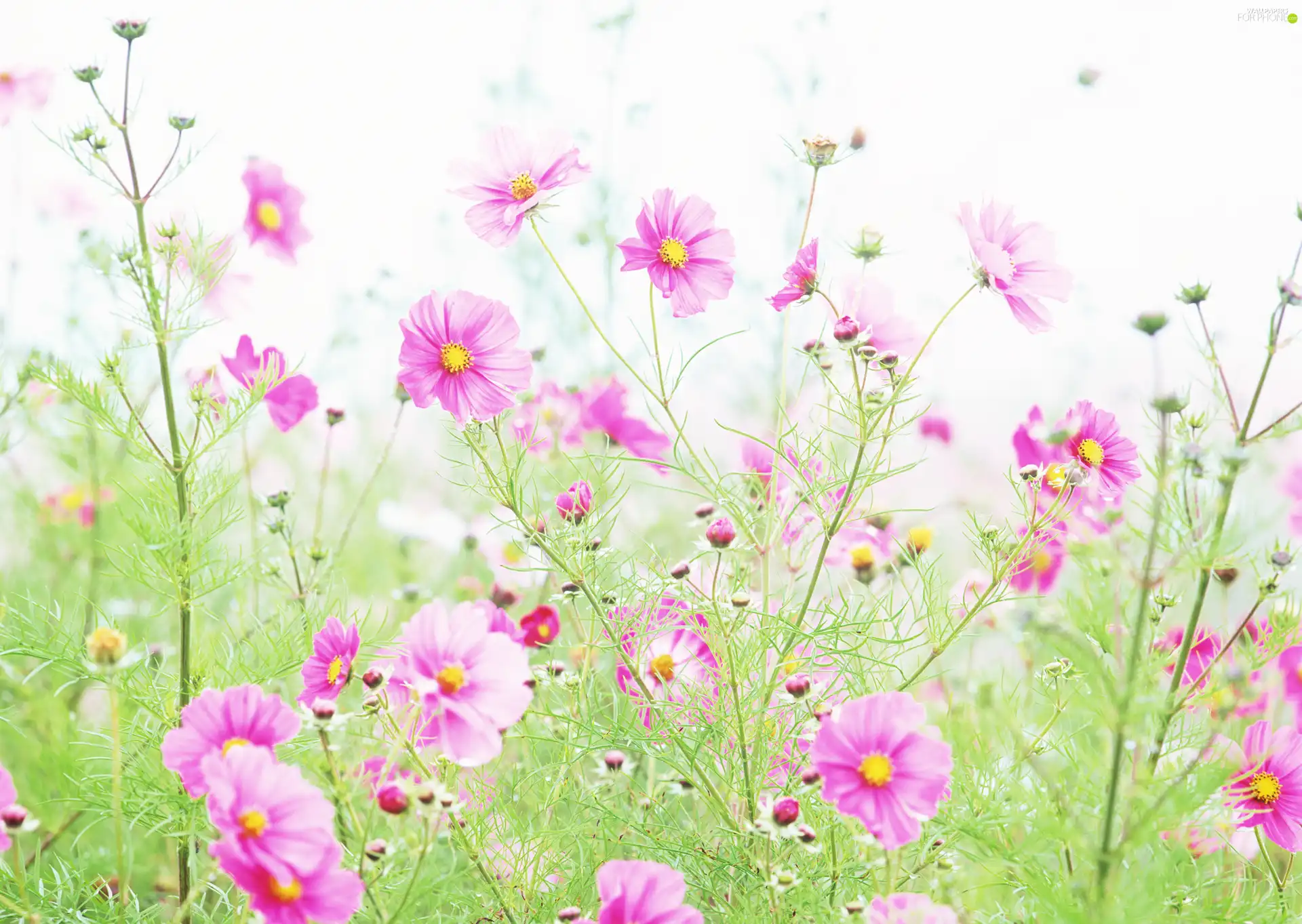 Pink, flowers