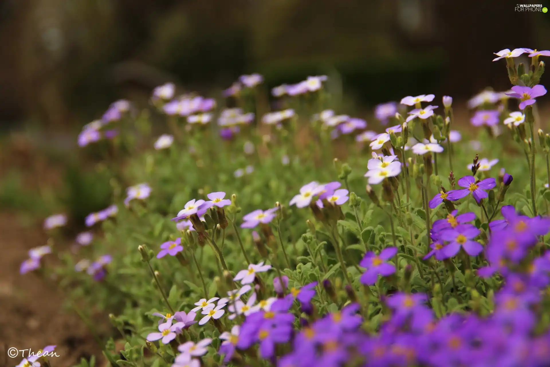 purple, Flowers