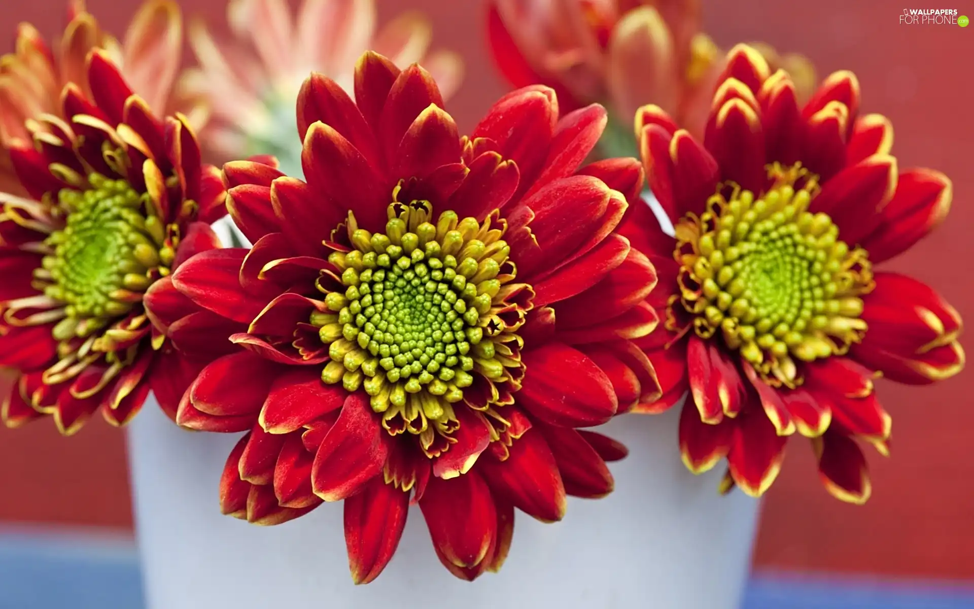 Red, Flowers