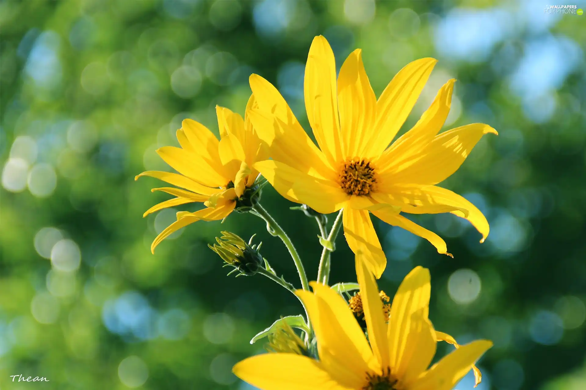 sunny, Flowers