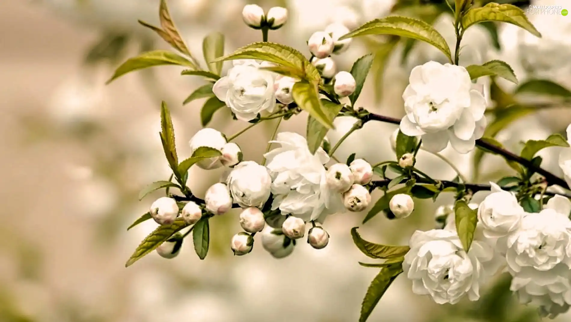 trees, White, Flowers, twig