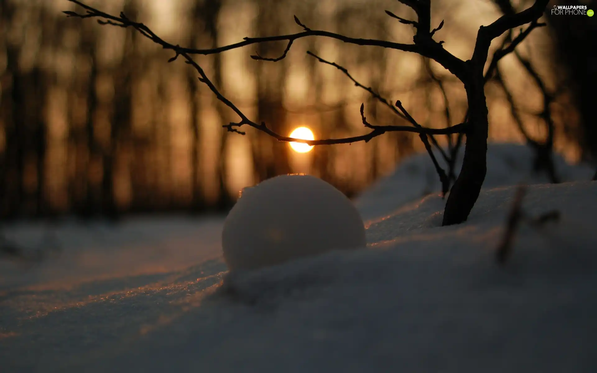 reflection, snow, forest, sun