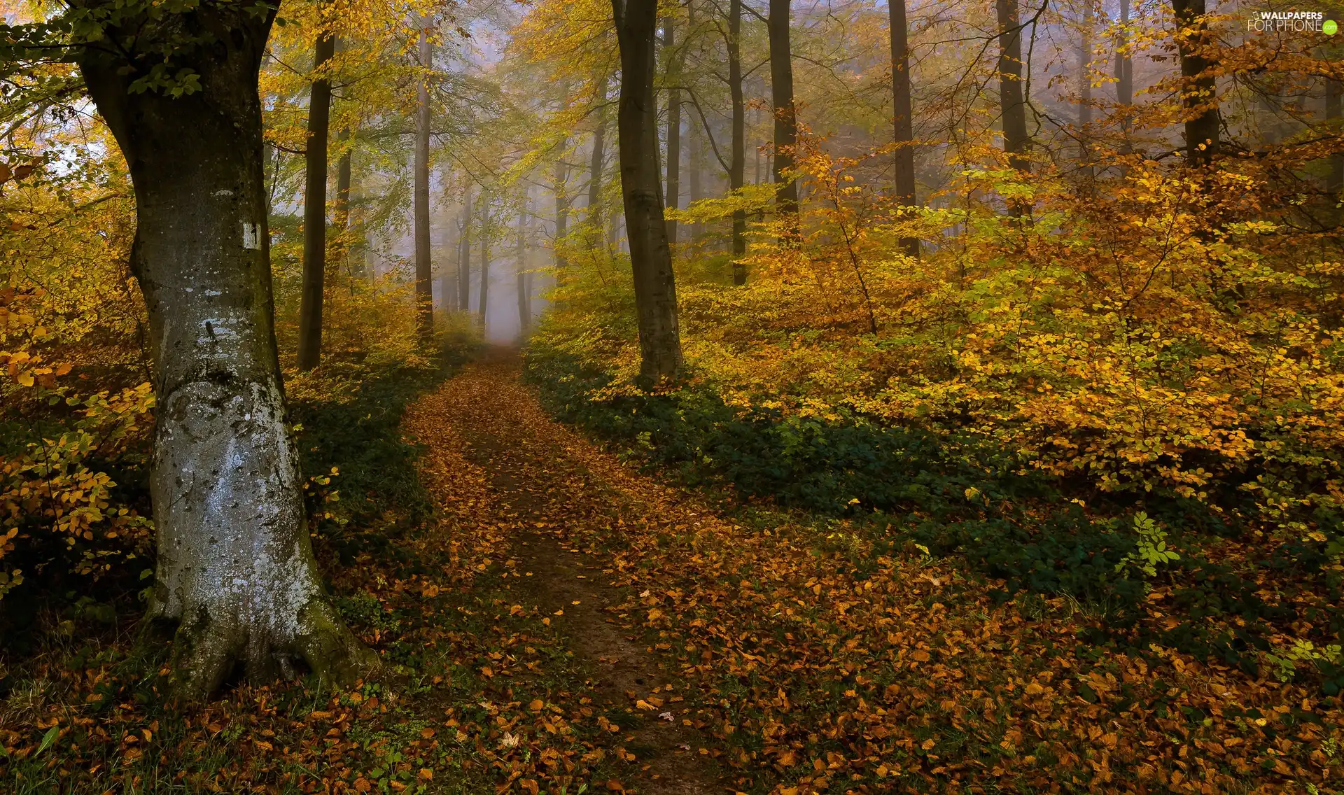 leaved, Fog, viewes, forest, autumn, trees, Way