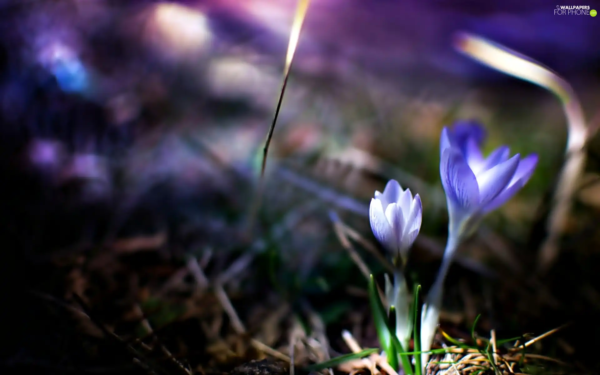 glamour, crocuses, grass