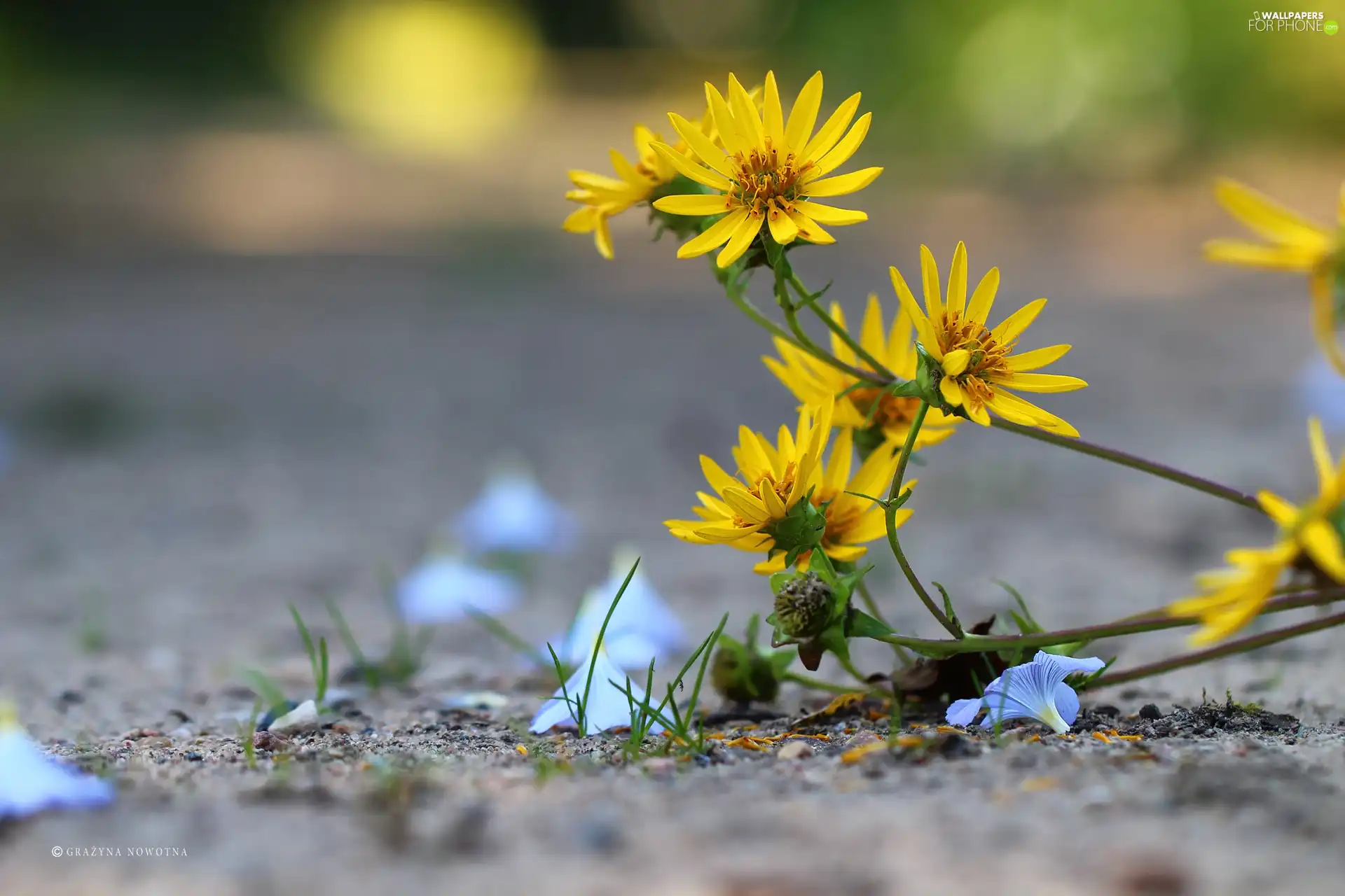 grass, Yellow, Flowers