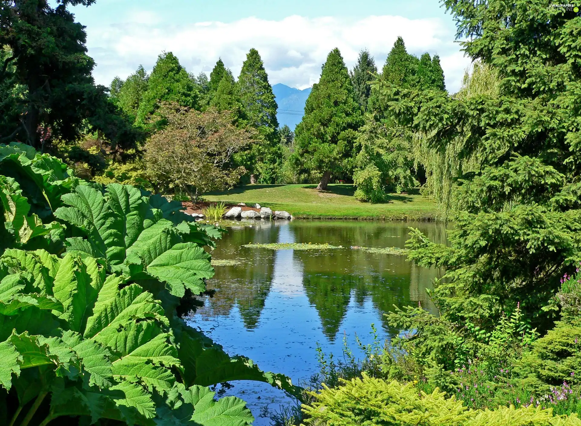 Pond - car, Park, green