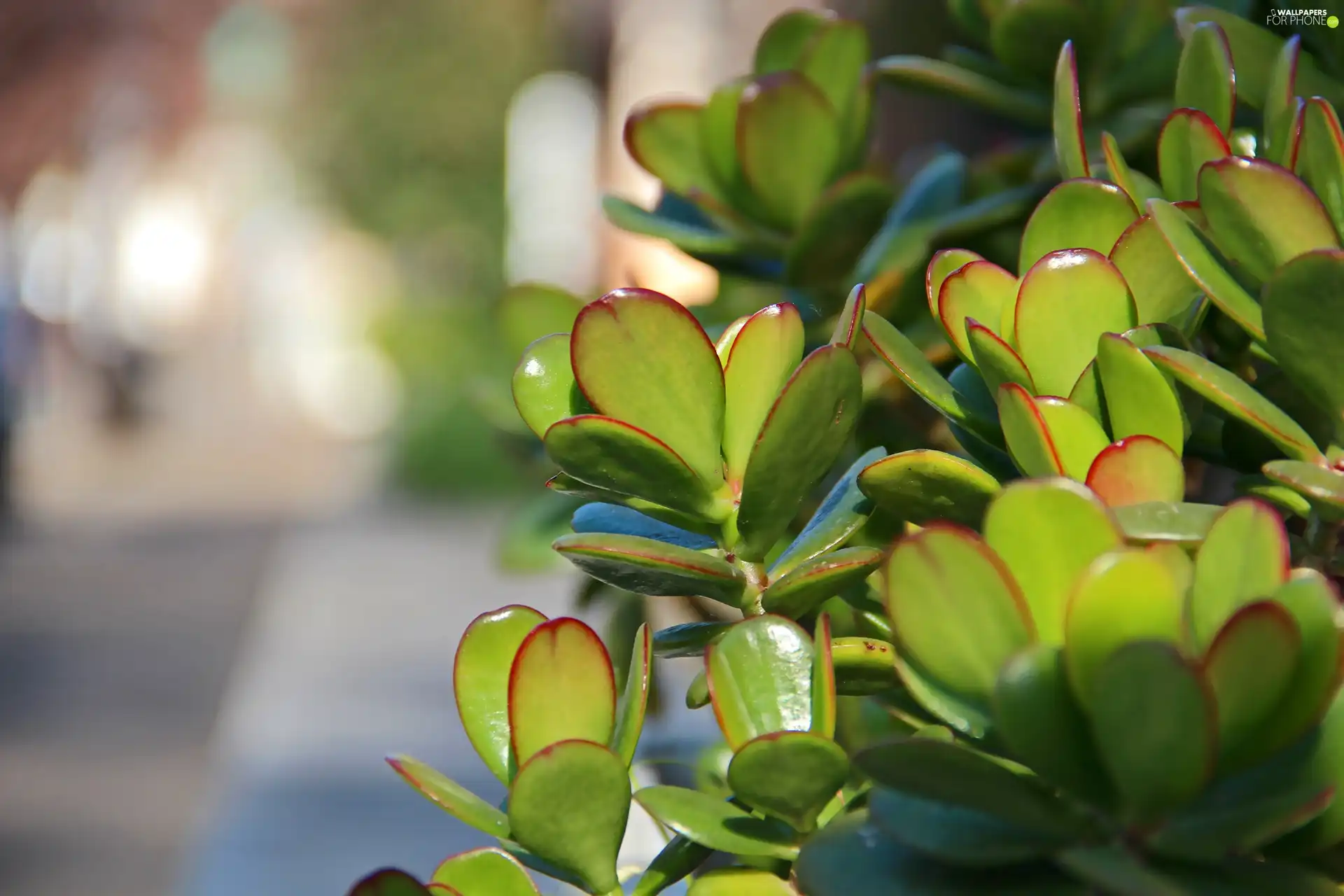 happiness, Crassula, sapling