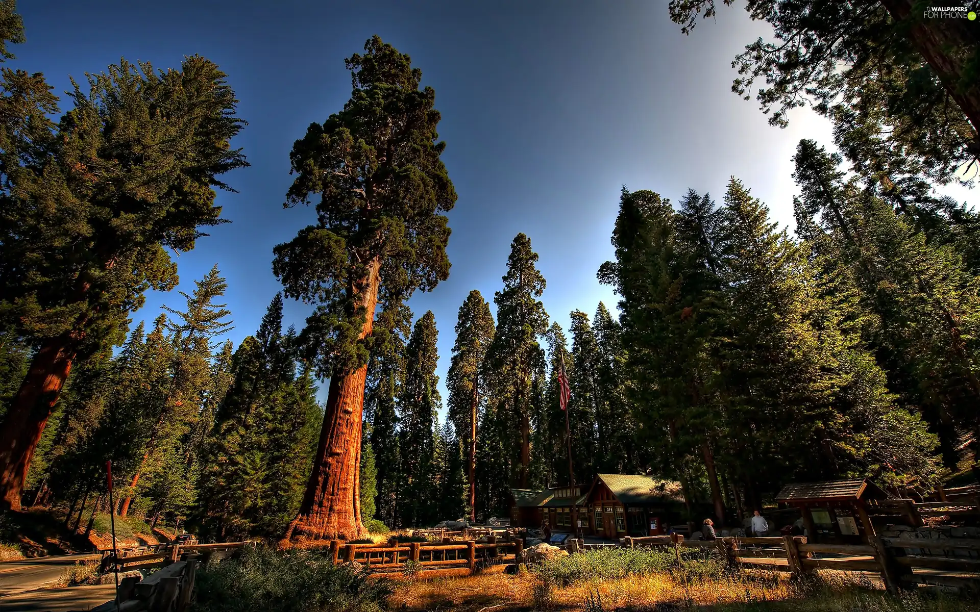 forest, viewes, Houses, trees