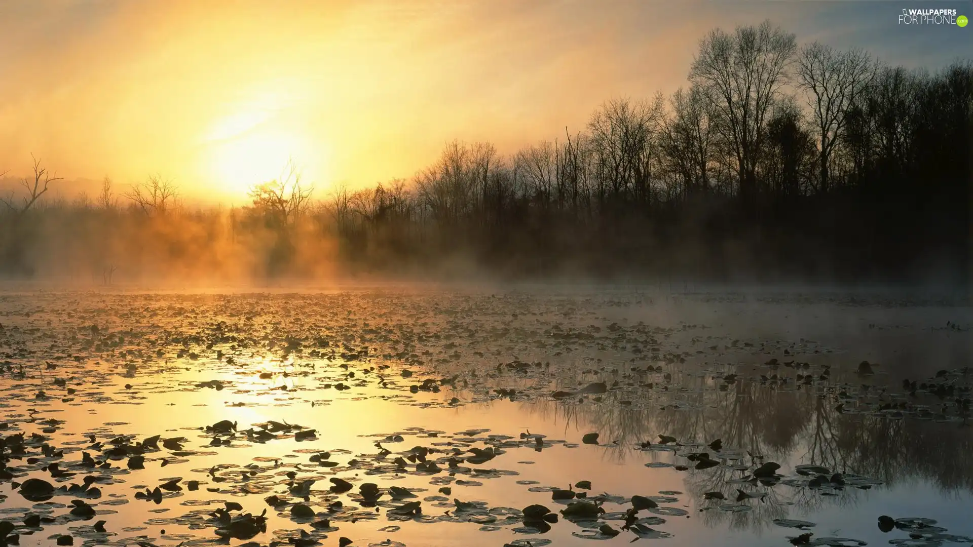 rays, west, lake, Leaf, forest, sun