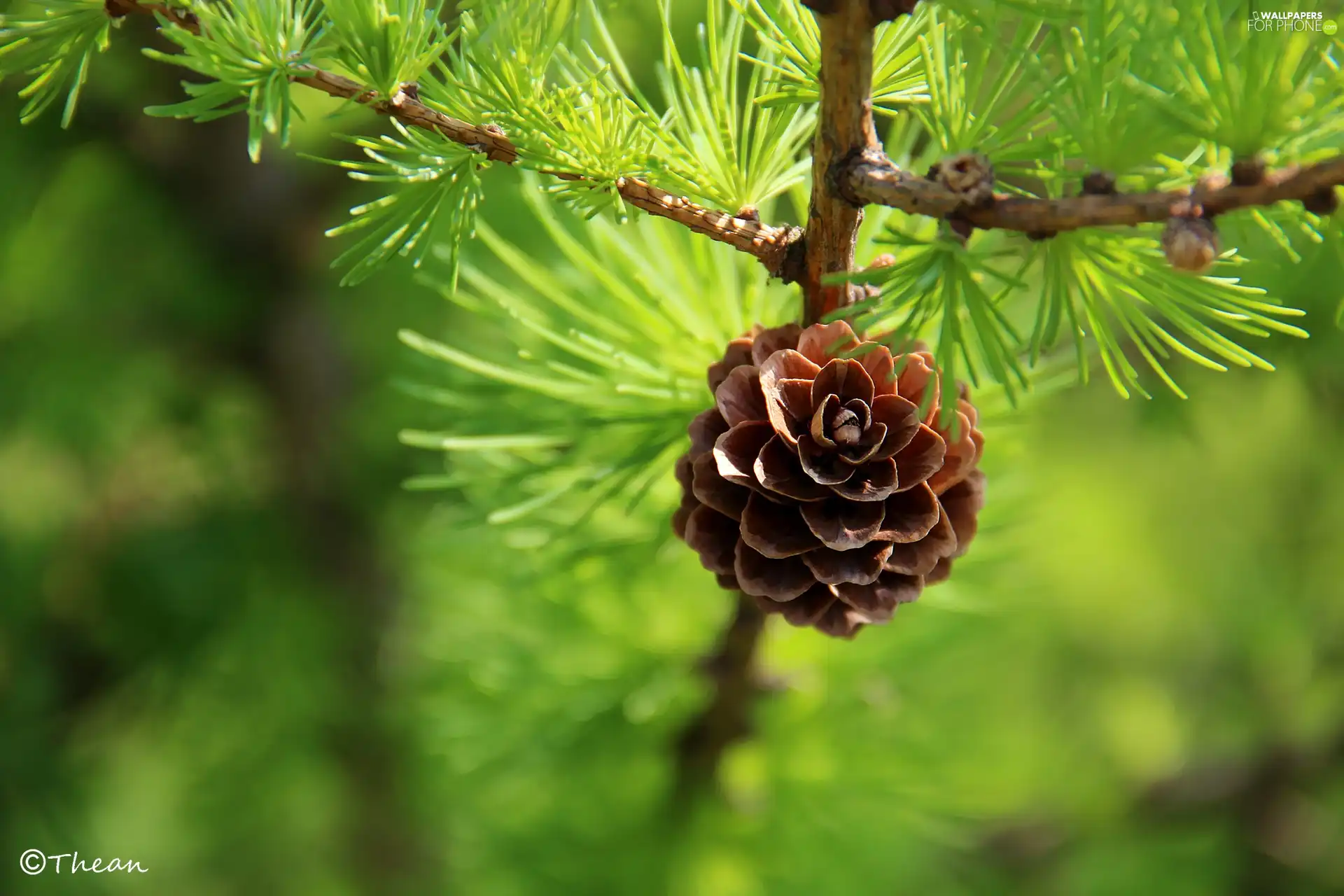 cone, larch