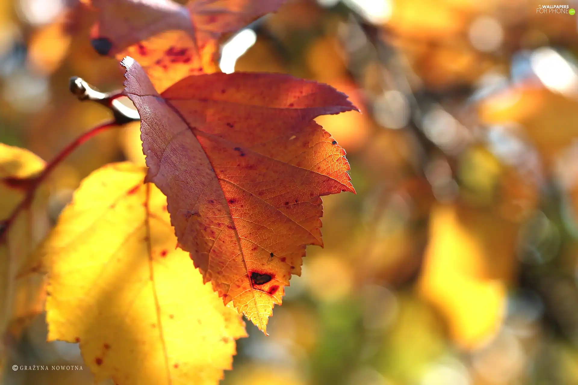 Autumn, leaf