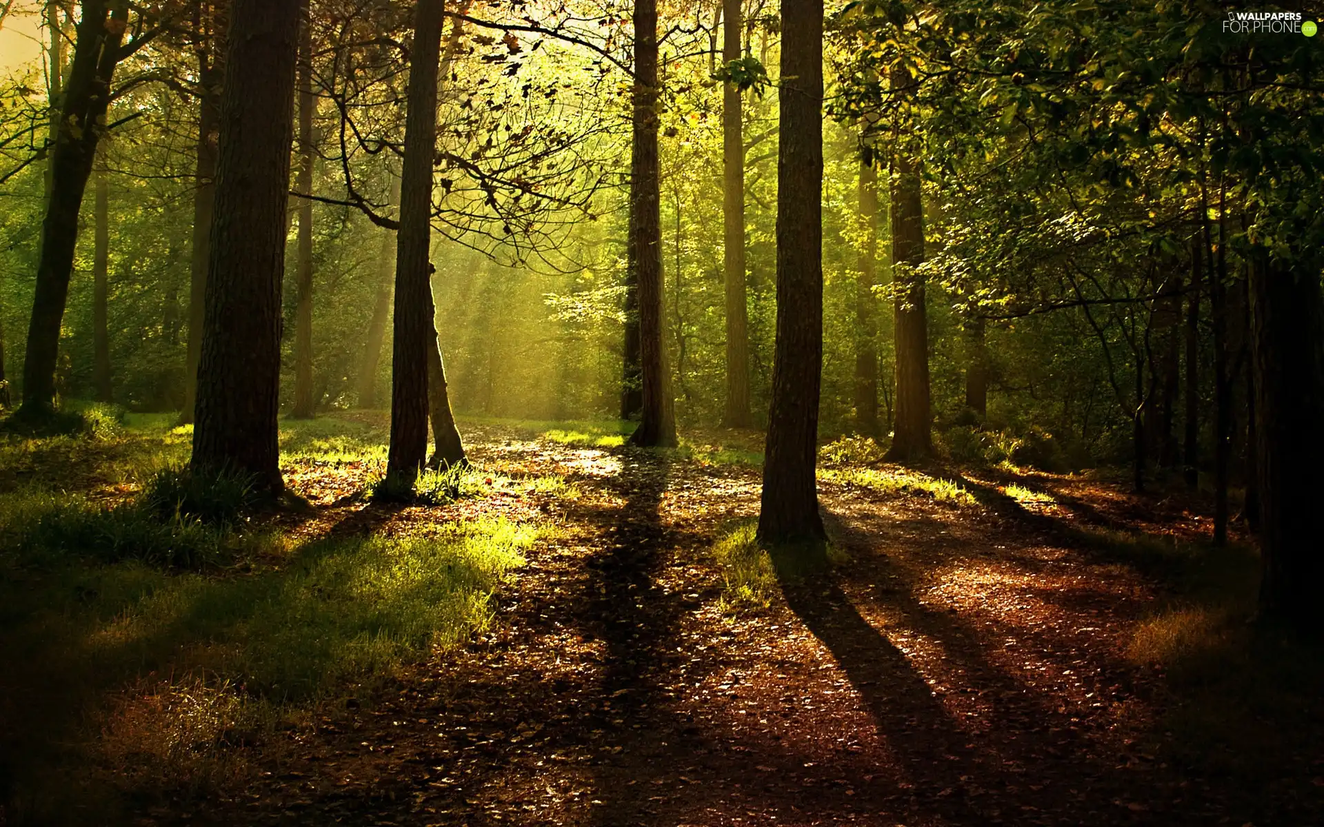 forest, viewes, Leaf, trees