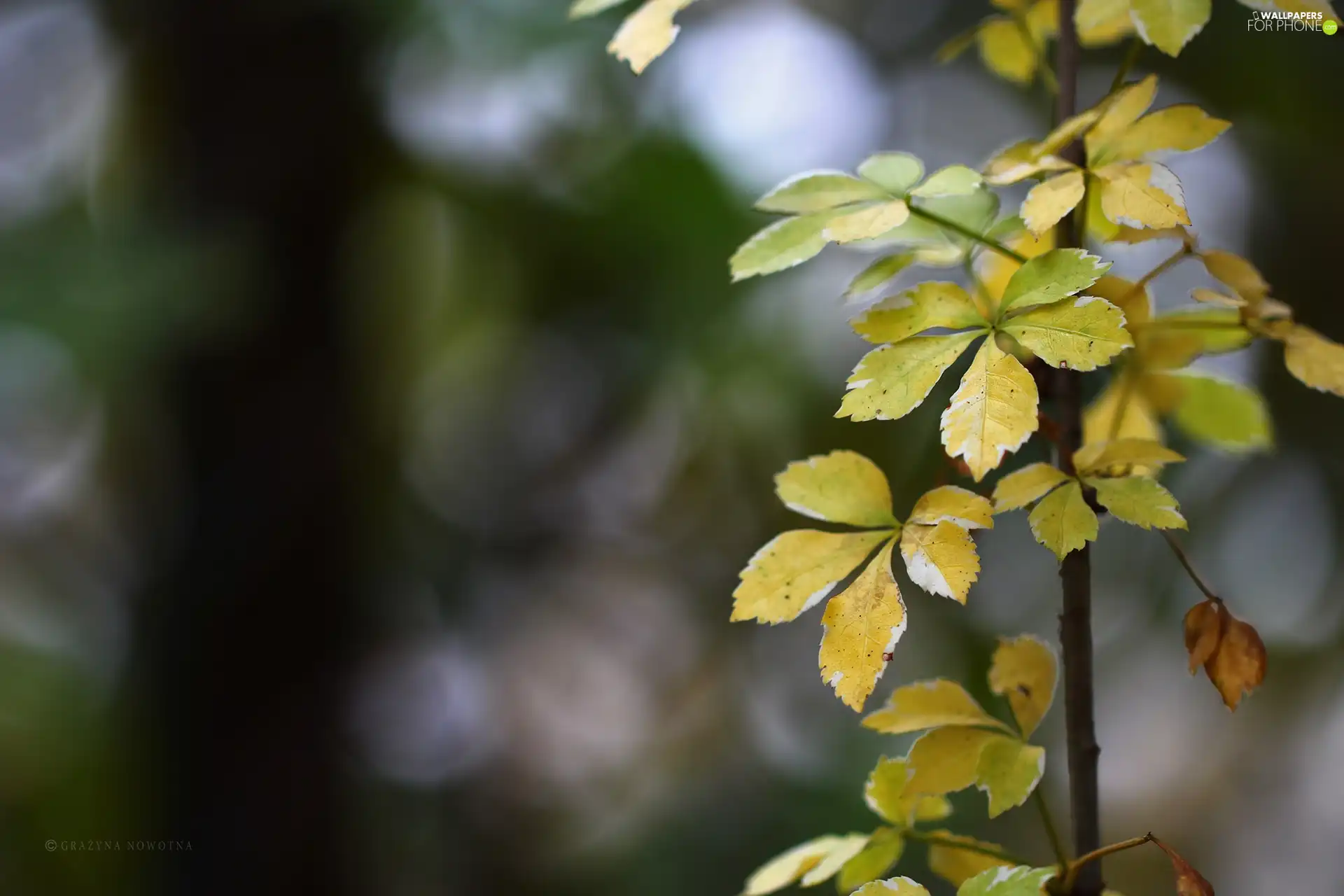 twig, Leaf