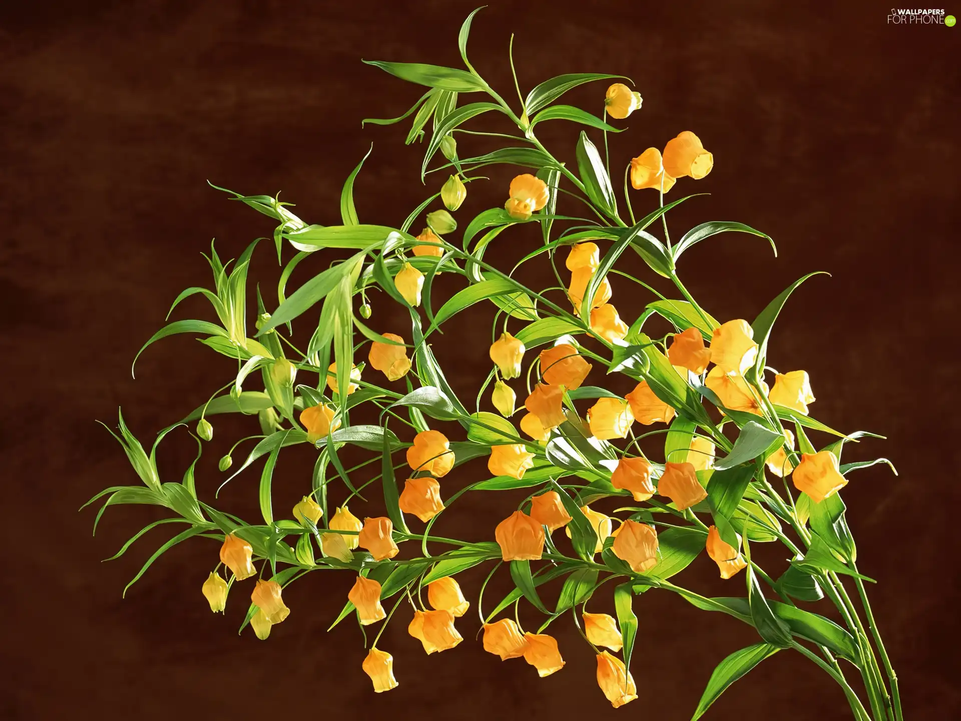 Orange, green ones, leaves, Flowers