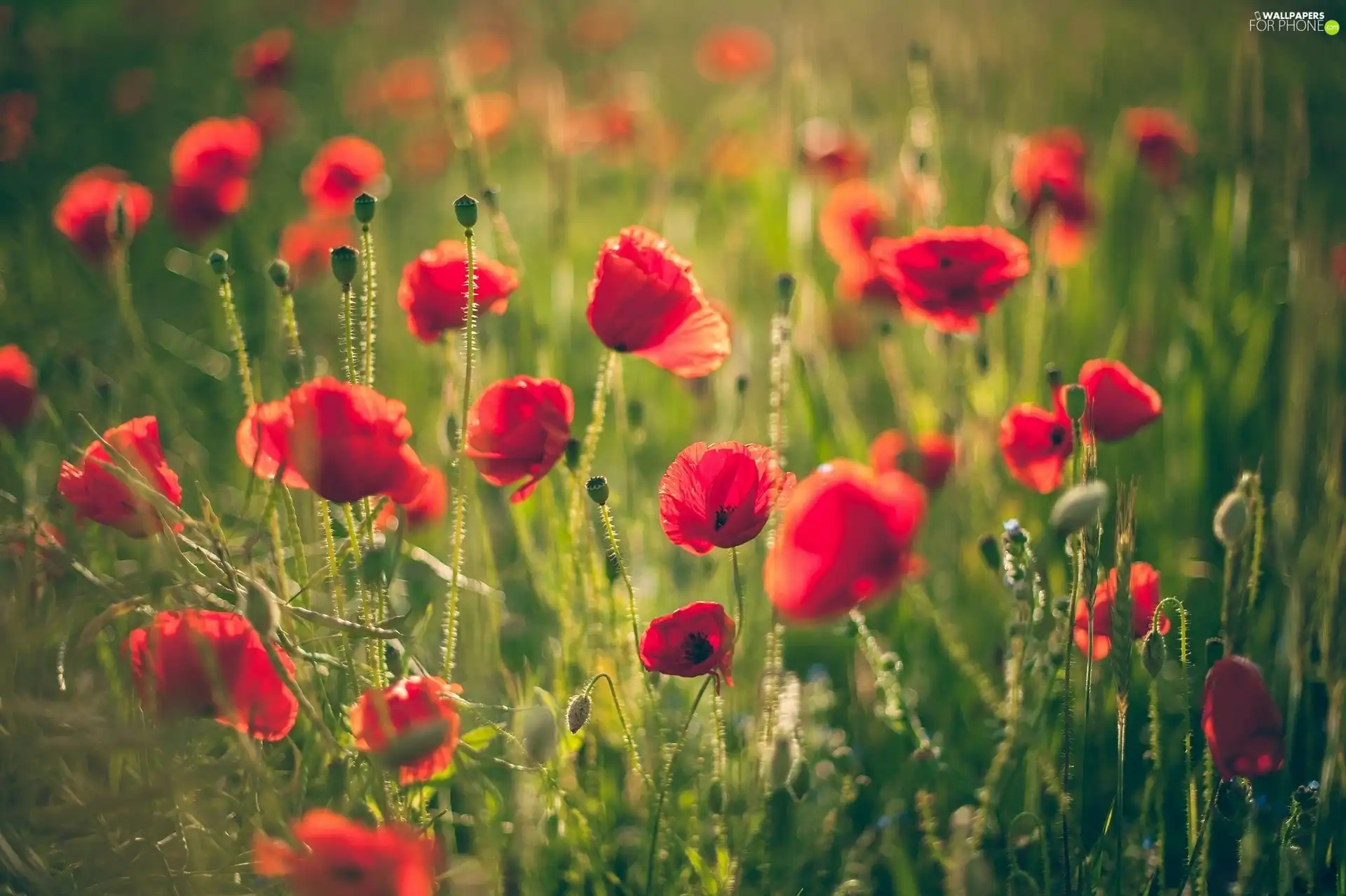 Meadow, Red, papavers