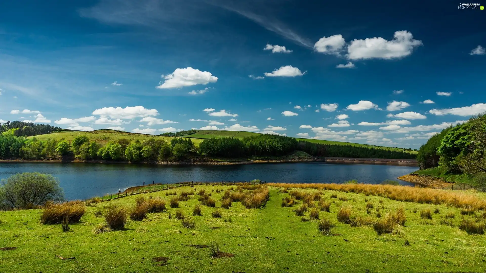 Meadow, River, woods